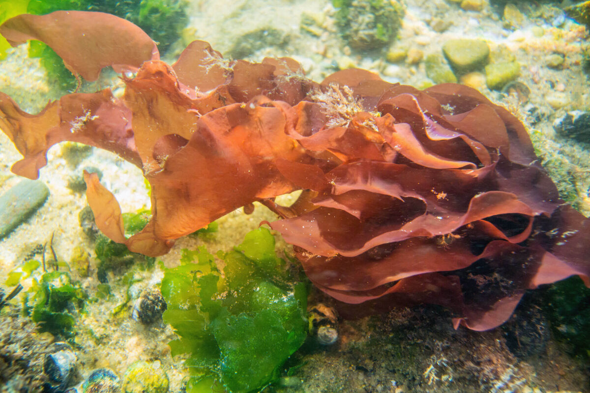 Astaxanthin – Das Power-Antioxidans aus der Natur